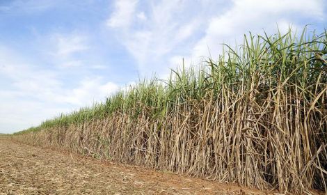 cane-field-4362529_640.jpg